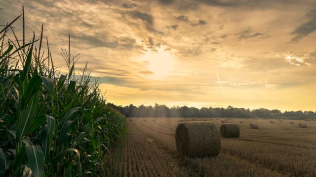 Champ De Blé Et Coucher De Soleil < ferme de Léchelle