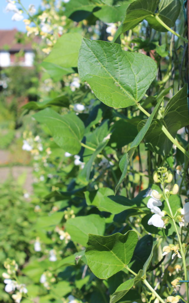 Plants de haricots de Soissons < Soissons