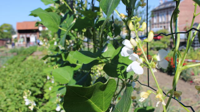 Plants de haricots de Soissons < Soissons