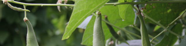 Plants de haricots de Soissons < Jardin du Haricot < oissons