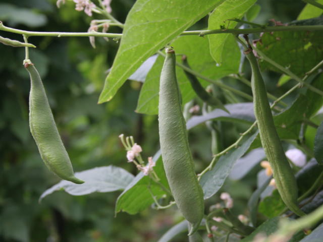 Plants de haricots de Soissons < Jardin du Haricot < oissons