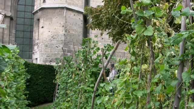 Plants de haricots de Soissons < Jardin du Haricot < Soissons