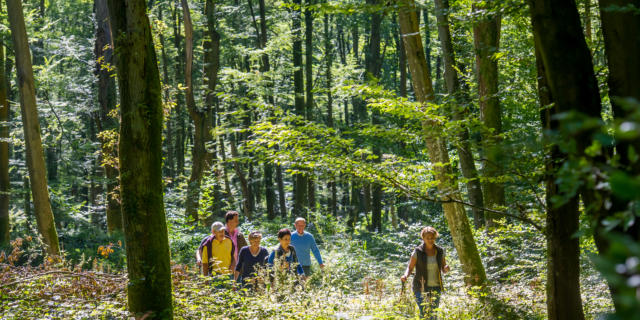 Randonnée en forêt Retz < Forêt de Retz