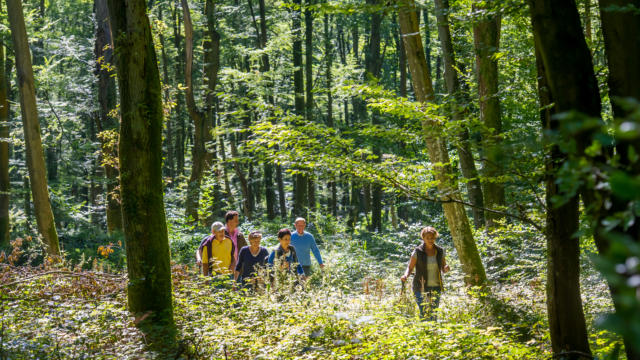 Wandern im Wald Retz < Forêt de Retz