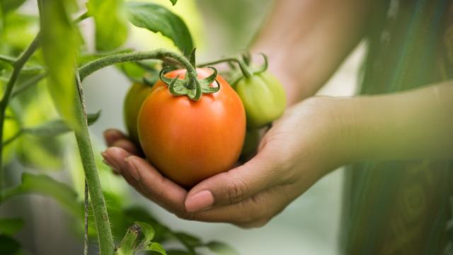 Cueillette de tomate < Jardins de Pontarcher < Ambleny