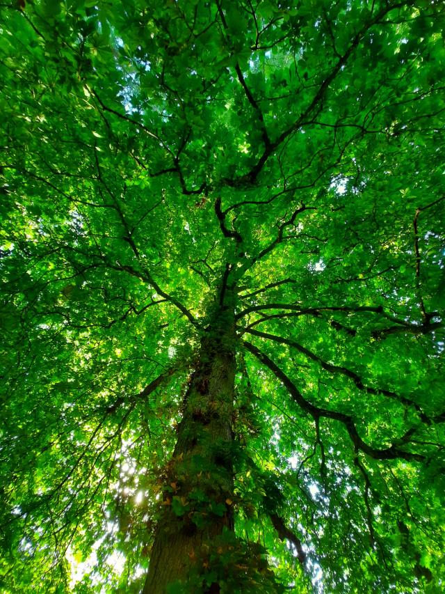 Se détendre au pied d'arbres centenaires < Arboretum < Septmonts